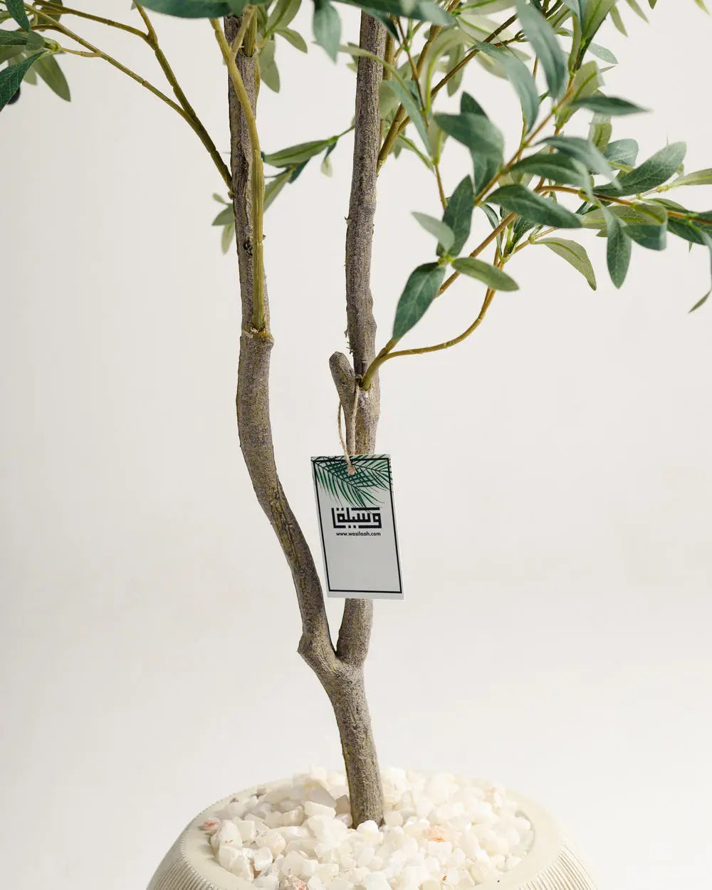Olive 2 Branches Tree Wasilaah UAE