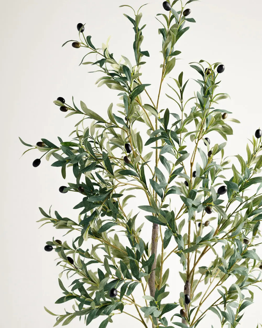 Olive 2 Branches Tree Wasilaah UAE