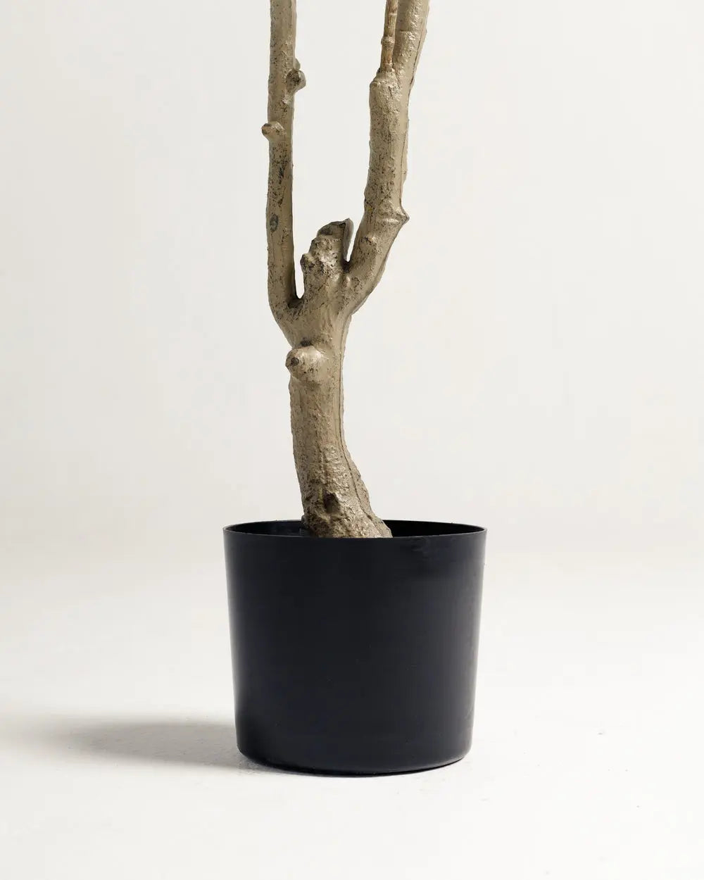 Olive 2 Branches Tree Wasilaah UAE