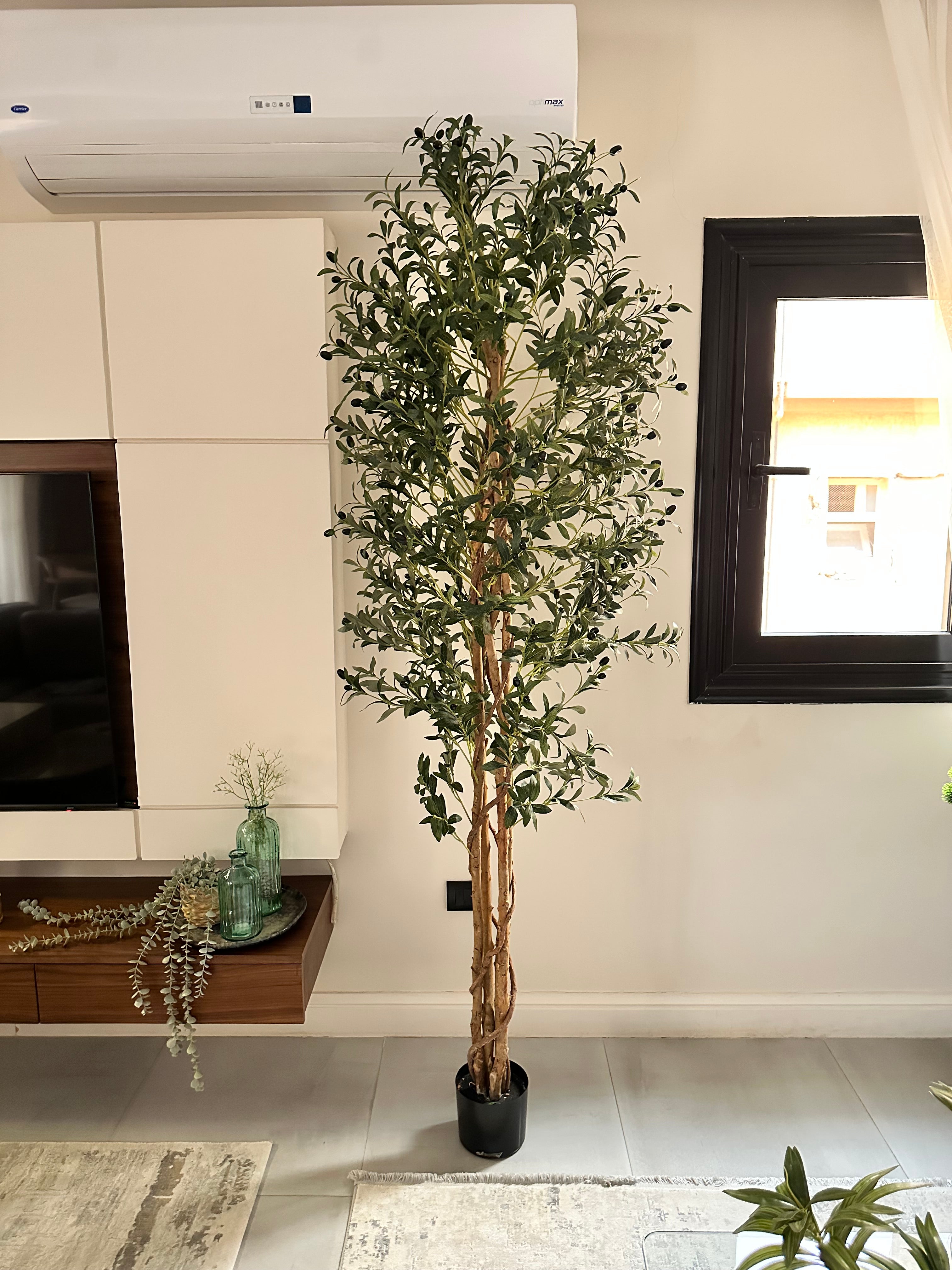 Massive Olive Tree with Real Wood Branches Wasilaah UAE