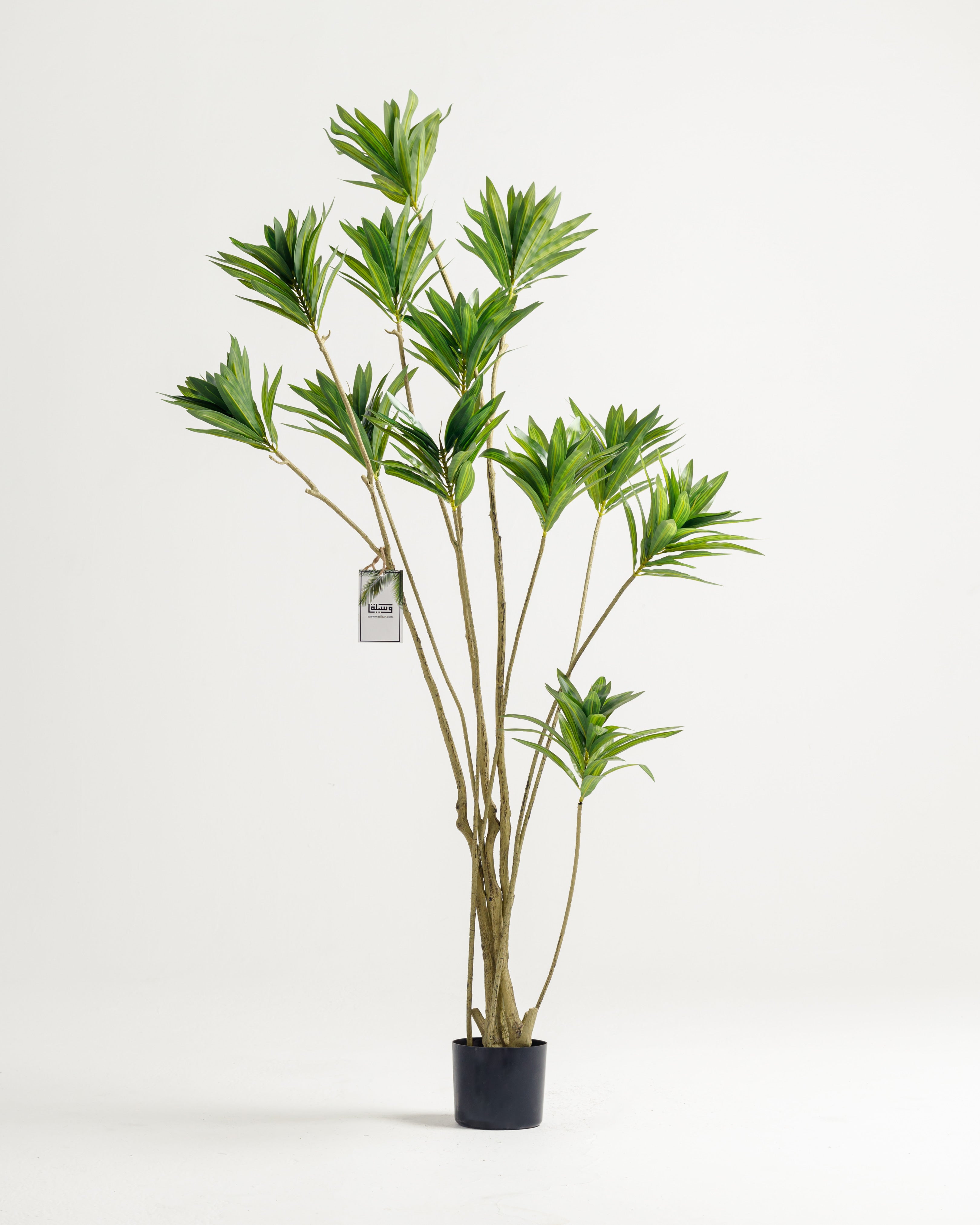 Faux Dracaena