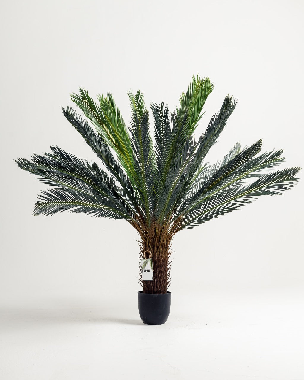 Lux Palm Tree Wasilaah UAE