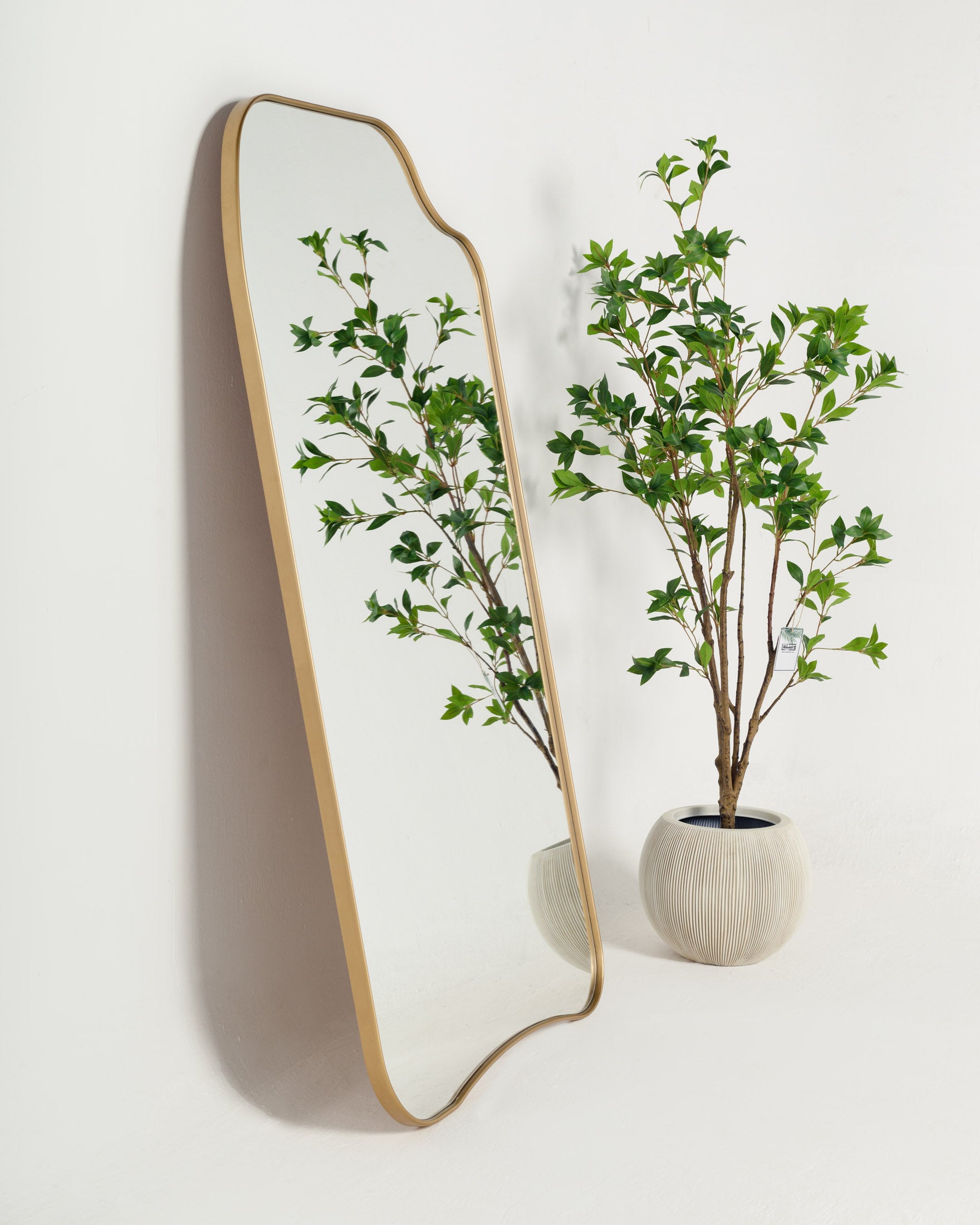 مرايا برودي