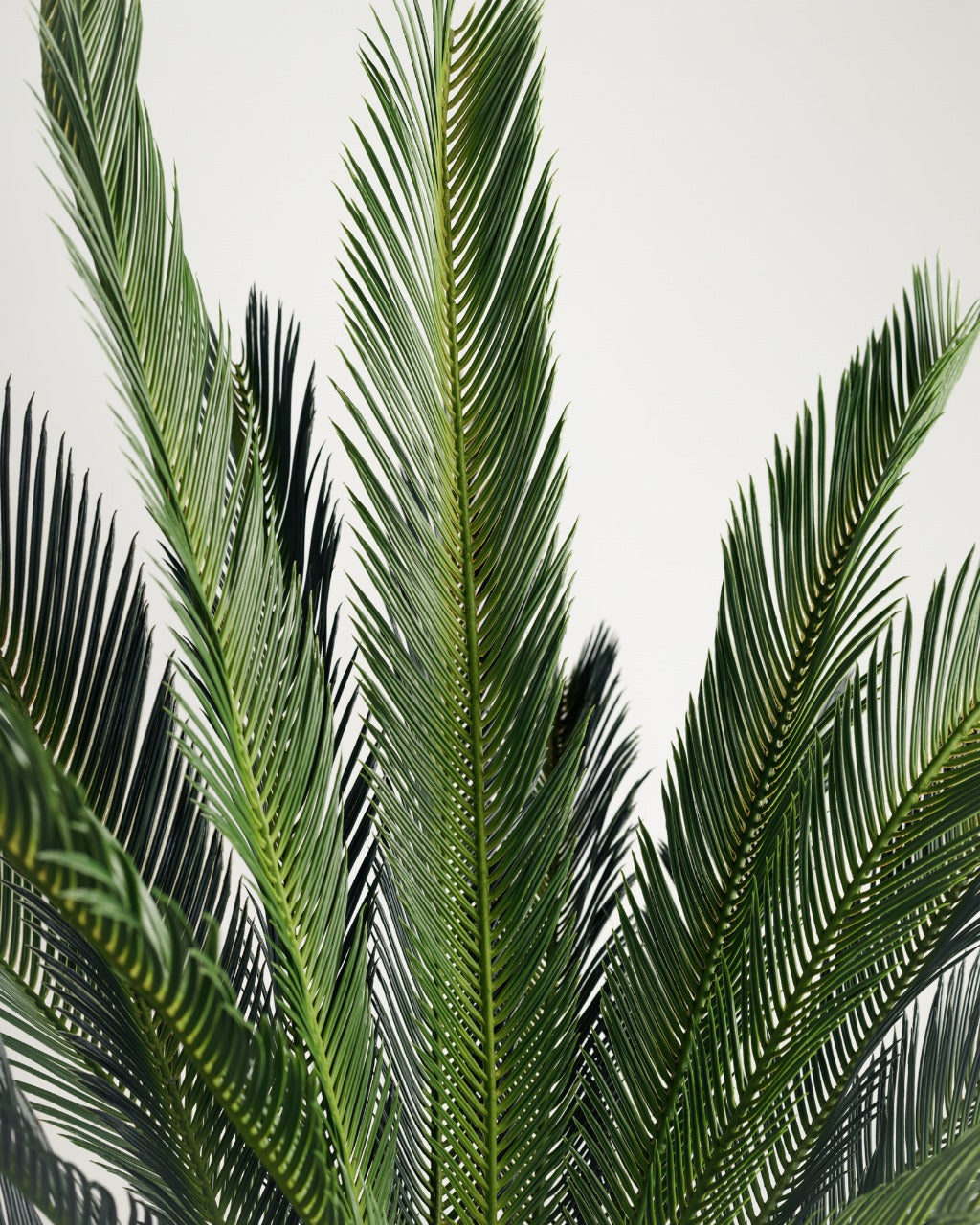 Lux Palm Tree Wasilaah UAE