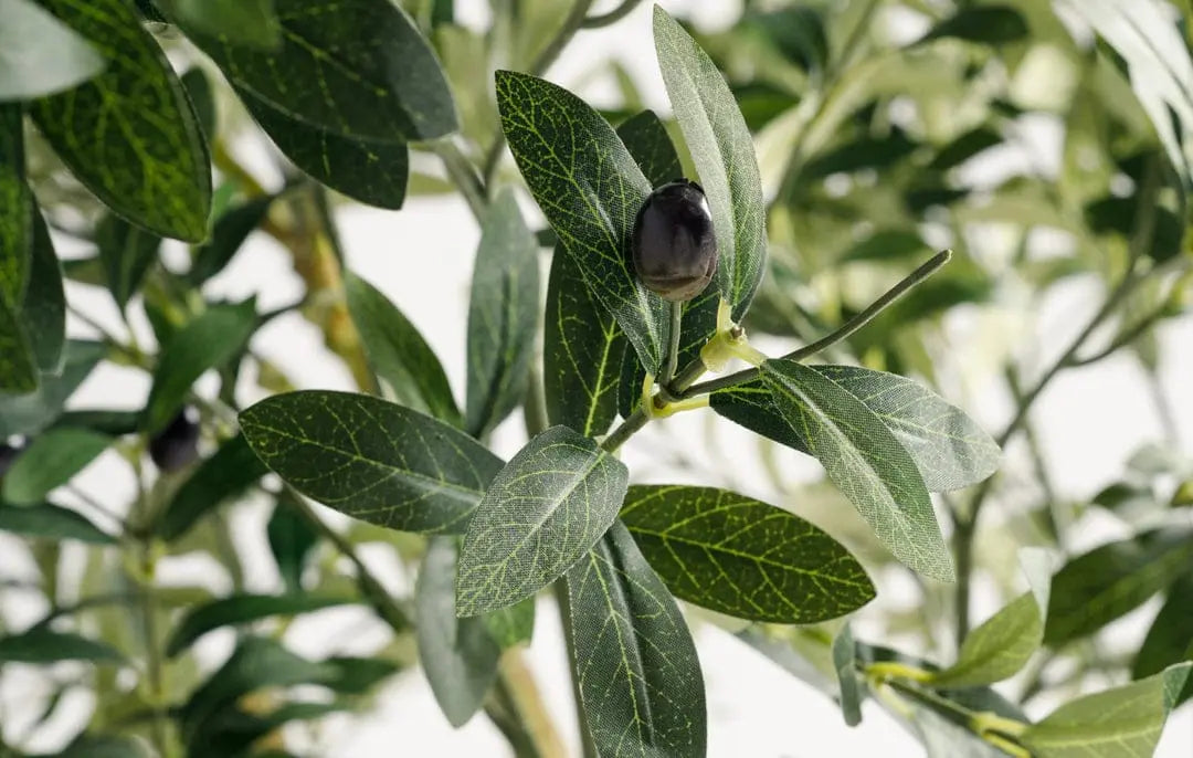 Olive Multi Stem Tree Wasilaah UAE